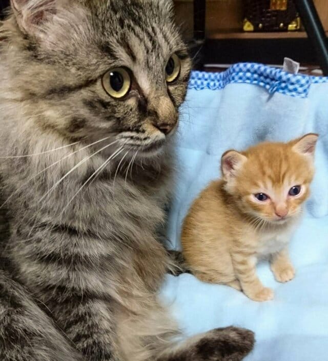 【赤ちゃん時代→7年後】親子猫が驚きの変化！「睨む母と笑顔の子供！？」が大反響