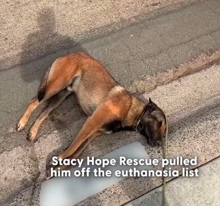 人間に心を閉ざしていた犬→深い愛情とトレーニングで恐怖を克服し幸せそうに生きる現在の姿に心が温まる