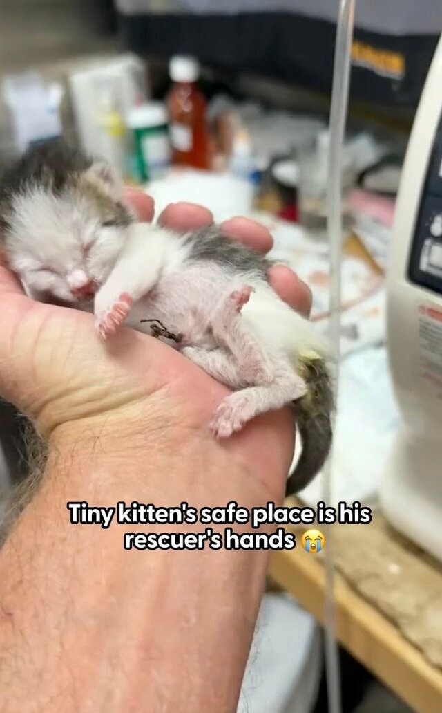 生まれたての小さな子猫→大事に育てられ、立派に成長していく姿に涙「立派になったね」の声