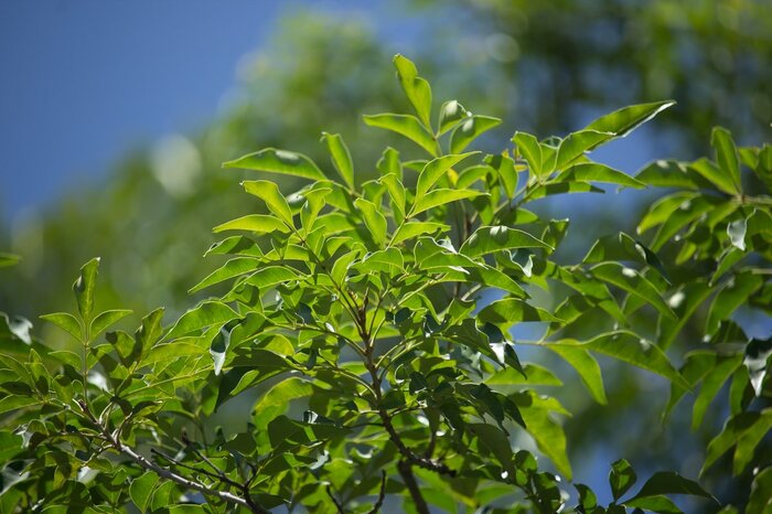 nitinut380/Shutterstock.com