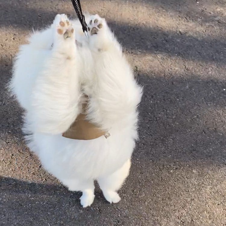 出所：@chikuwa78107742