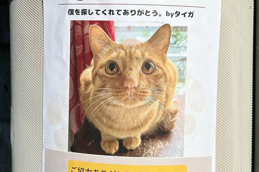 道端で目撃された「迷子猫の張り紙」に違和感　「驚きの内容」に25万いいね