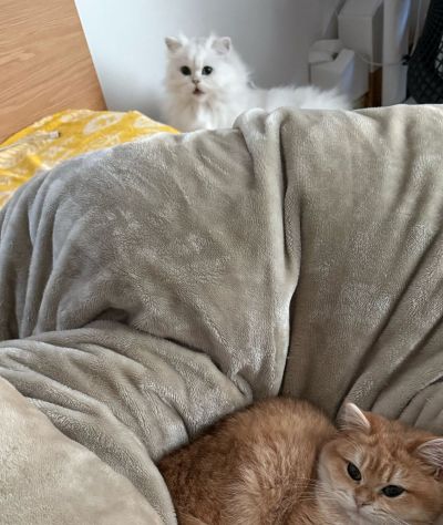 出所：@momosuikitty