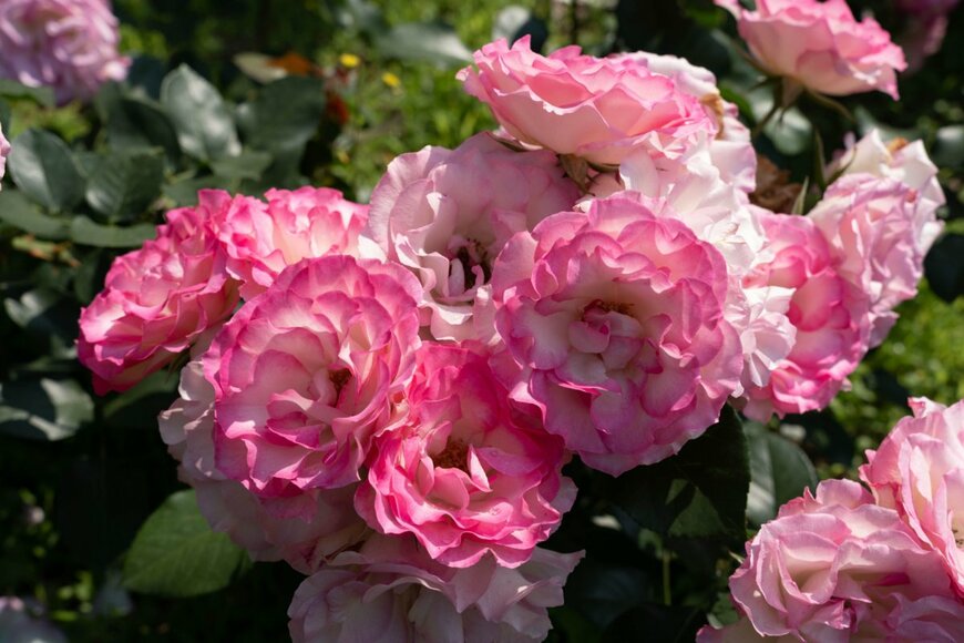 Kenji pictuer/shutterstock.com