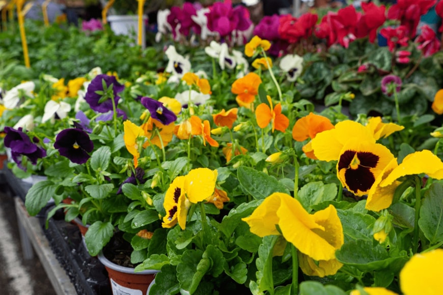 ancoay/istockphoto.com