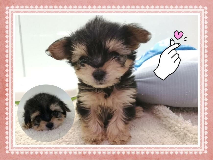 400gの「黒い毛色の子犬」　体重約5倍に成長した姿に驚きの声