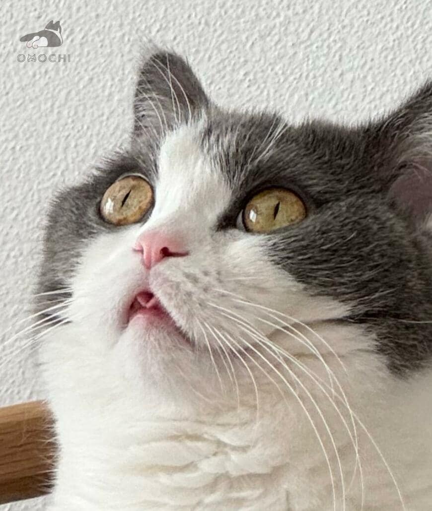 出所：@omochiomoching