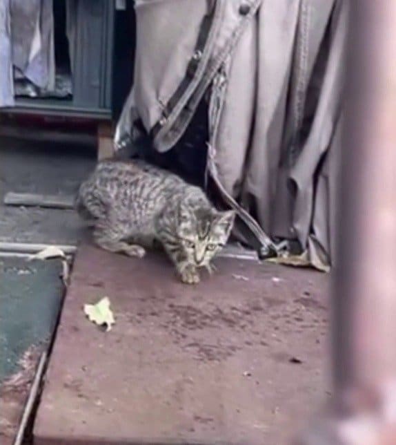 「これ以上待てなかった」衰弱した子猫が緊急入院、手術を待つ姿に「抱きしめてあげたい」「なんて健気なんでしょう」と反響