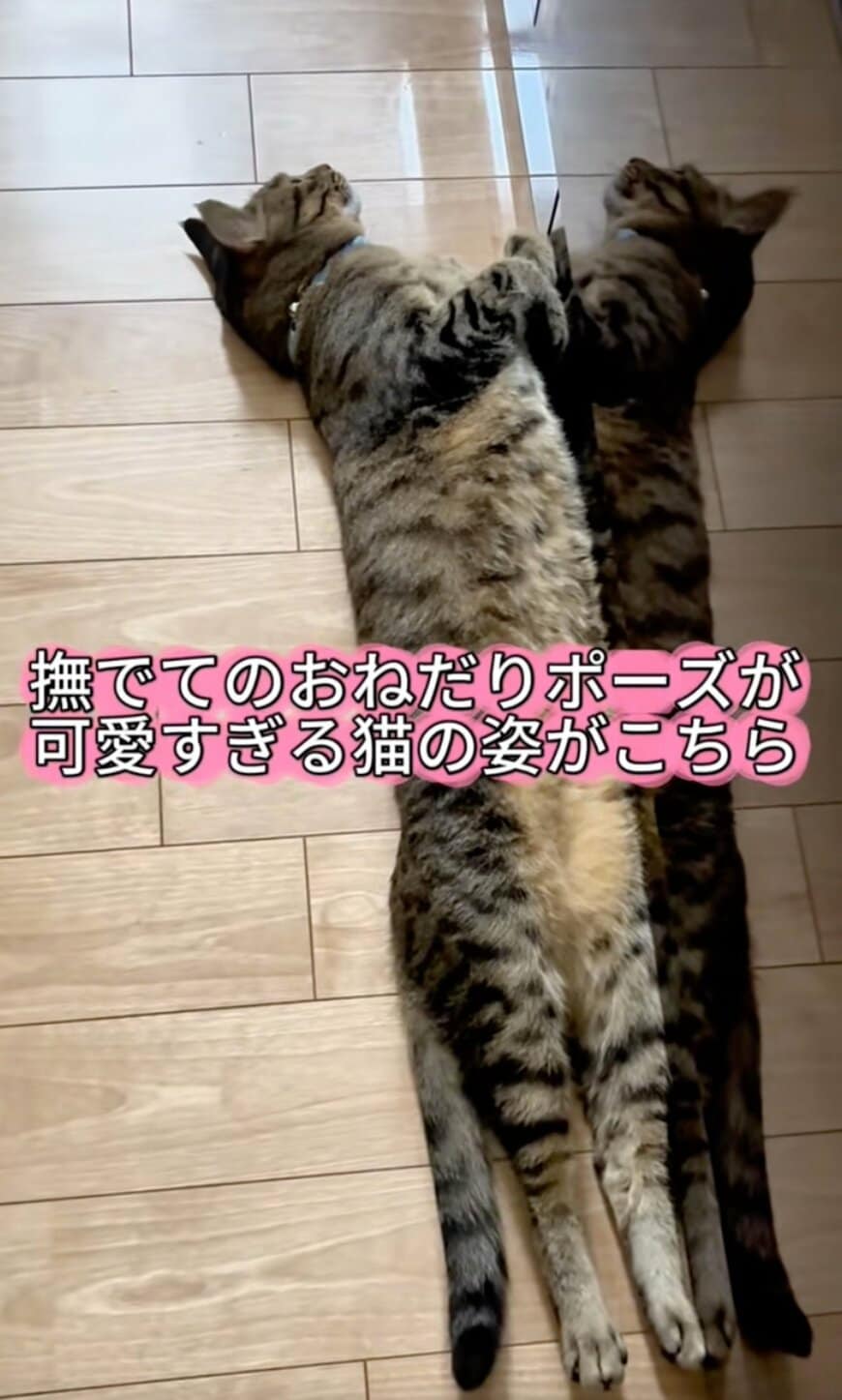 【悶絶】猫の“斬新すぎる甘えポーズ”にほっこり…思わず撫でたくなる姿に反響続出