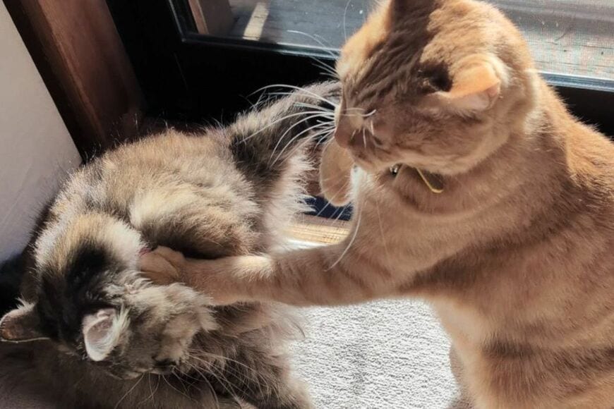 【まさか】ママ猫に「カウンター攻撃」をした猫の末路　予想外の展開に思わず笑ってしまう