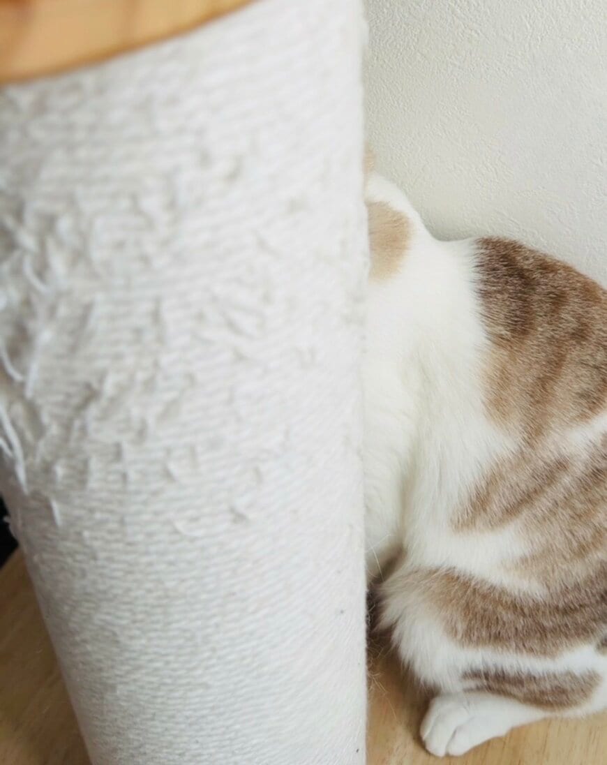 出所：@piennekomint