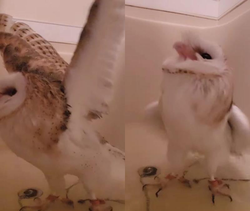 出所：@miki4wan108