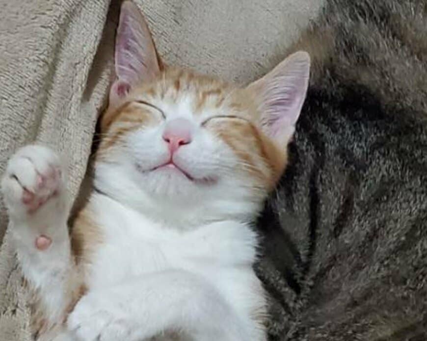 出所：@mero627puri914