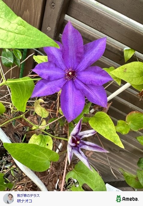 出所：研ナオコのAmebaブログ　参照日：2025年11月11日