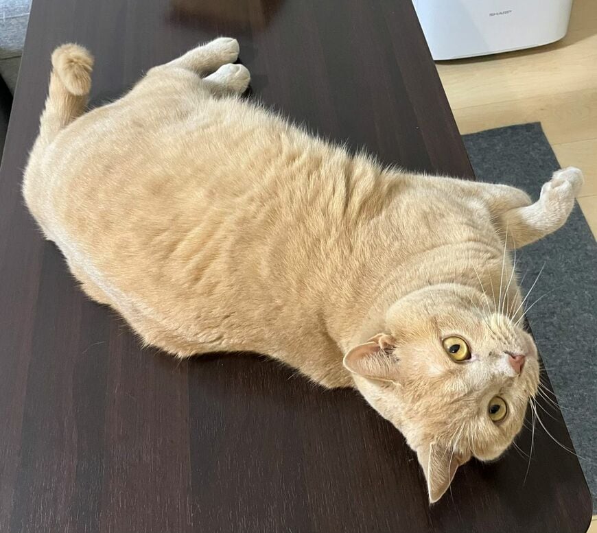 【頭痛に悩む猫？】 雨の日に見せた表情が渋すぎた…あまりの人間っぽさに思わず二度見