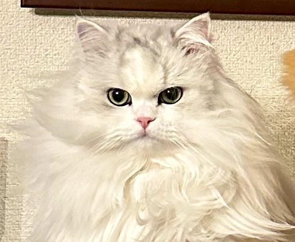 出所：@NEKOLAND13