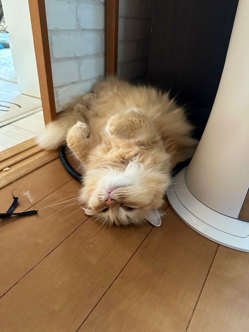 出所：@NEKOLAND13