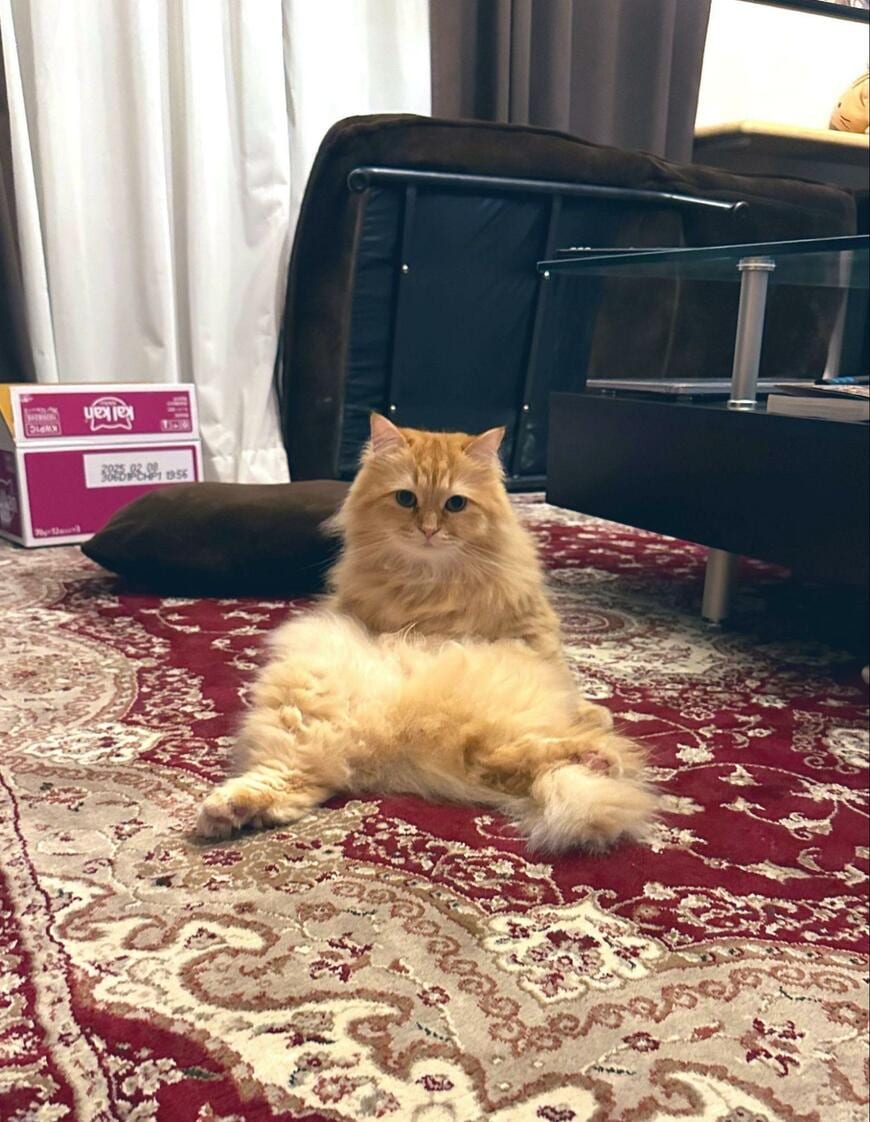 出所：@NEKOLAND13