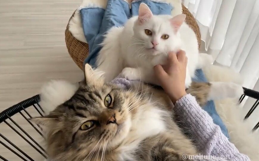 出所：@meltube_cat