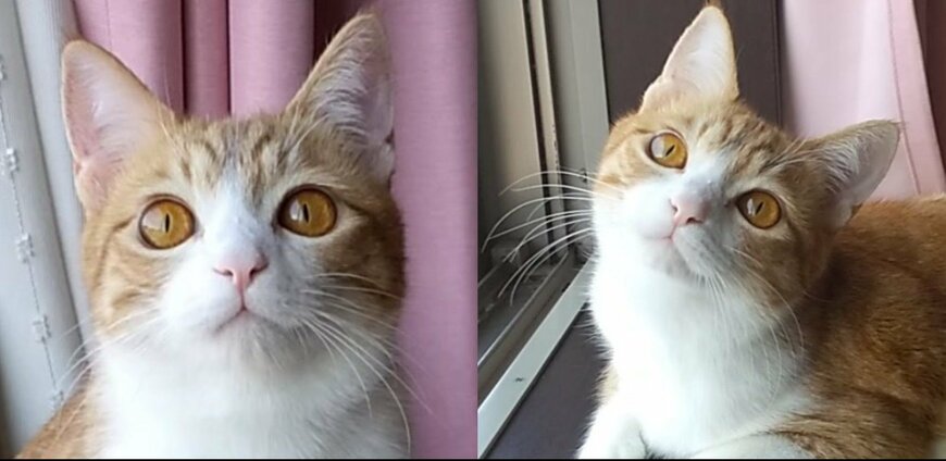 出所：@mero627puri914