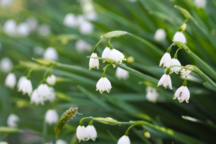 Chickiko/shutterstock.com