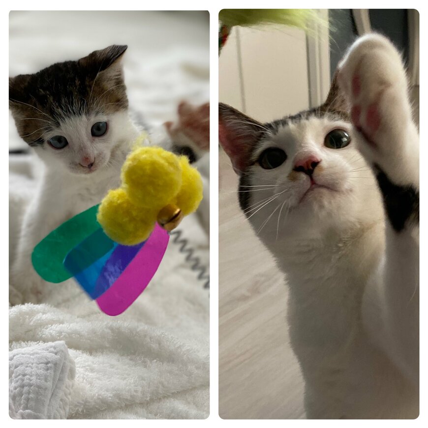 出所：@Saeroyi_cat