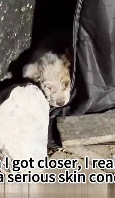 【保護犬】皮膚病を抱えた子犬…保護され、たくさんの愛情を受けて取り戻した笑顔
