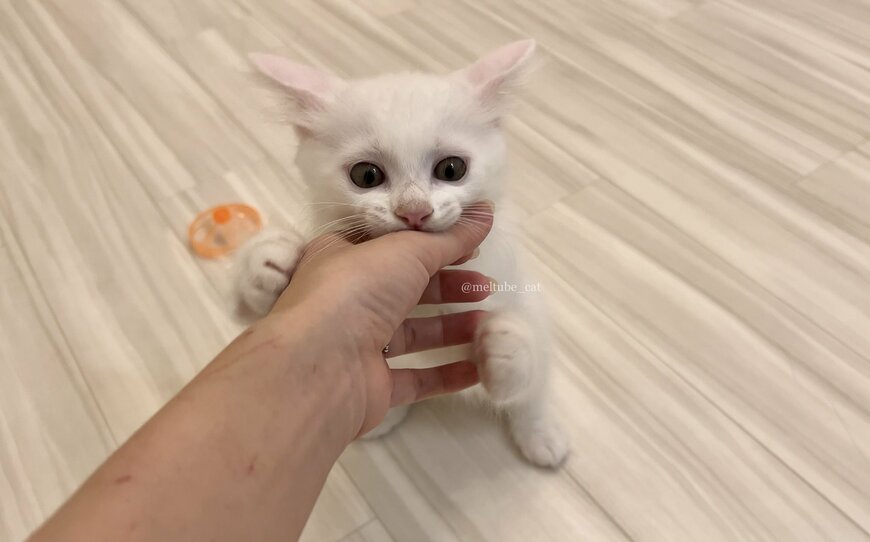 出所：@meltube_cat