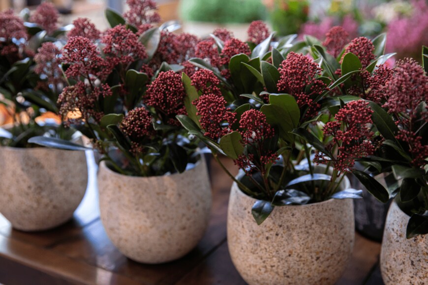 Victoria Kurylo/shutterstock.com