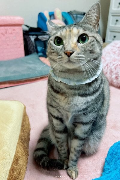 出所：@hikaitimilky