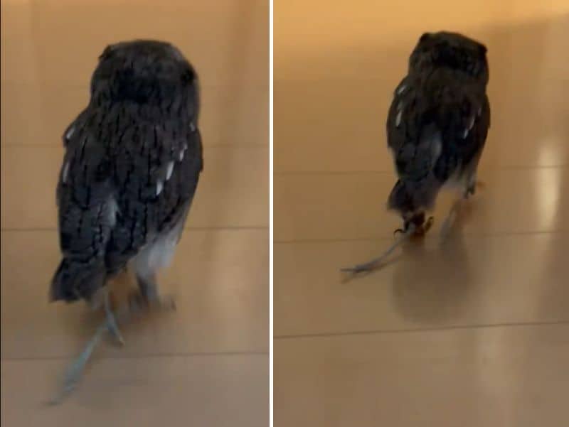 出所：@purinon2929k