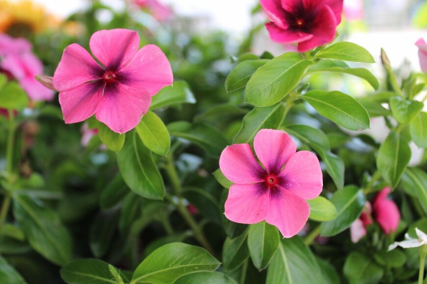 Martina Unbehauen/istockphoto.com