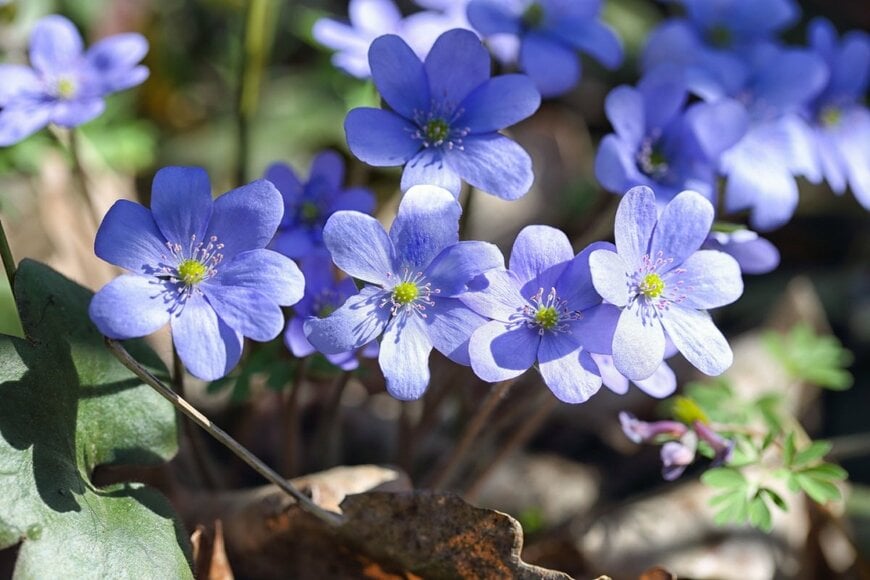 植えっぱなしOK！毎年早春に花が咲く【雪国ガーデン】寒さに強い《多年草＆花木》おすすめ7選
