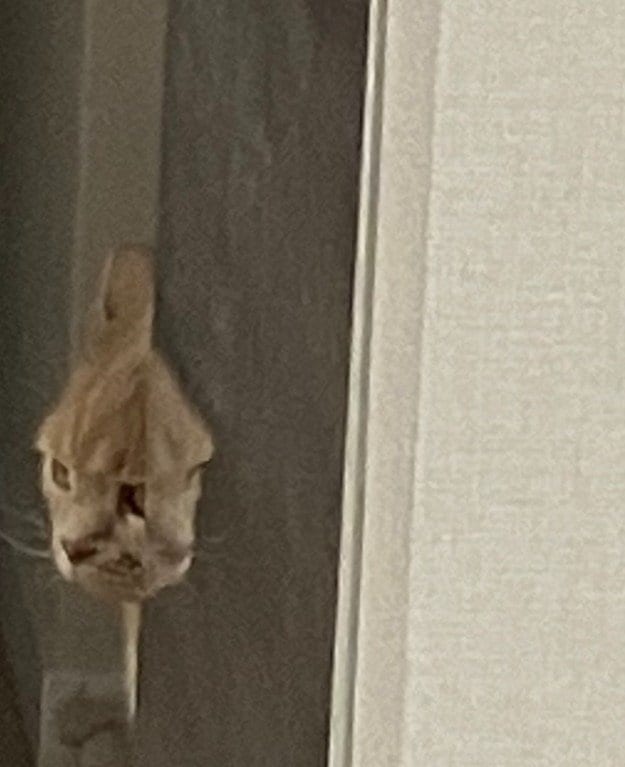 出所：@TsunaIsCat