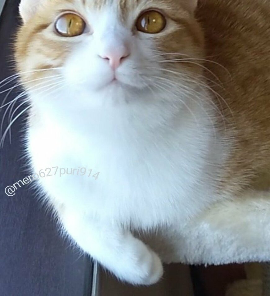 出所：@mero627puri914