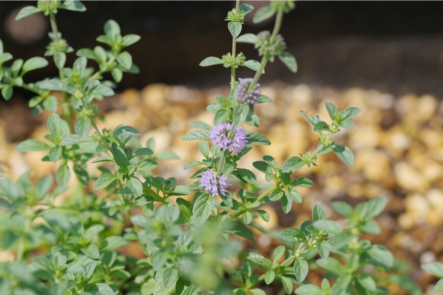 Honki Kumanyan/Shutterstock.com