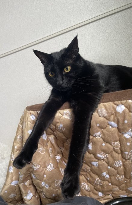 出所：@Teagle_Noir