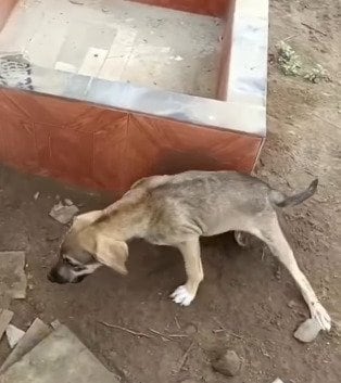 交通事故で後ろ足が動かせなくなり倒れていた子犬を保護 「もう歩けないかも」と言われるも、おどろくほどの回復を遂げた姿に反響
