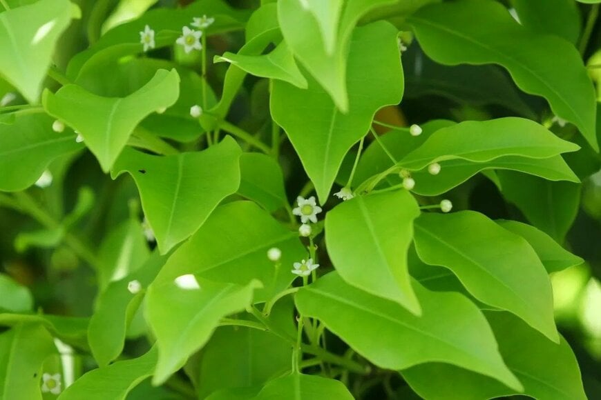 Honki Kumanyan/shutterstock.com