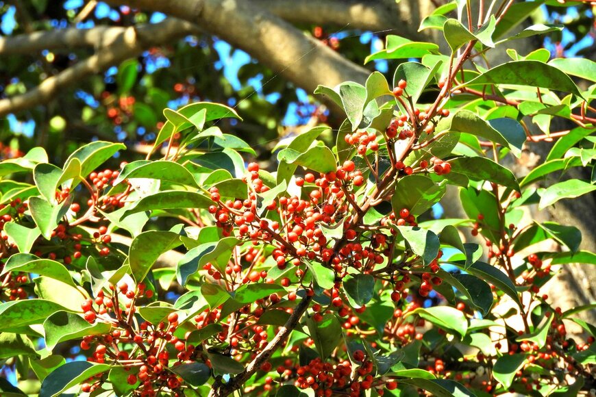 Guppy2416/Shutterstock.com