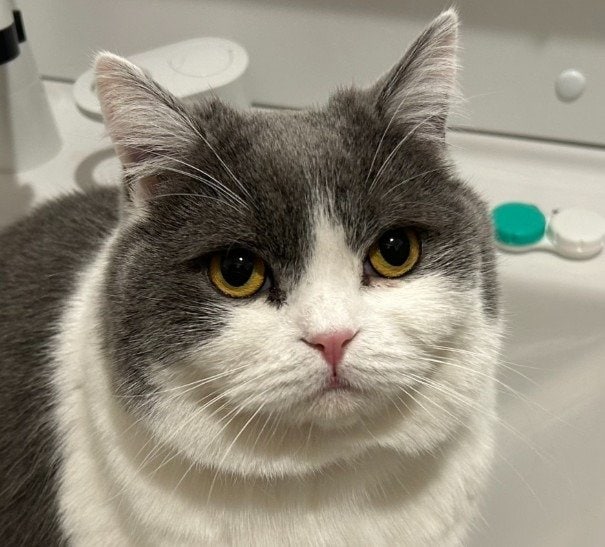 出所：@brimochi222