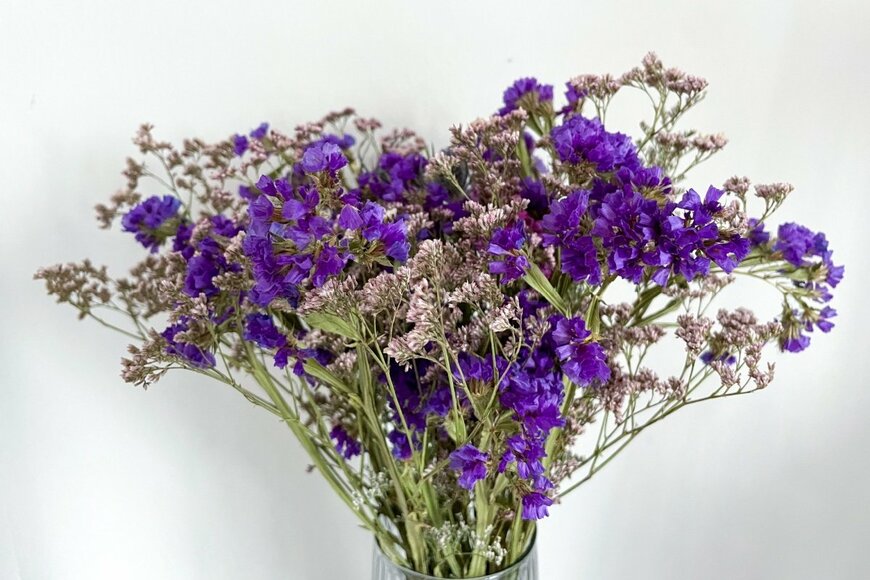 Limonium sinuatum/shutterstock.com