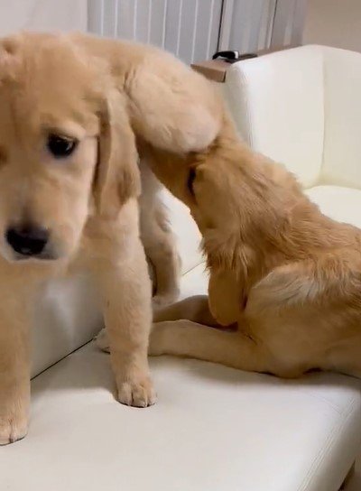 出所：@pu_channeldesu