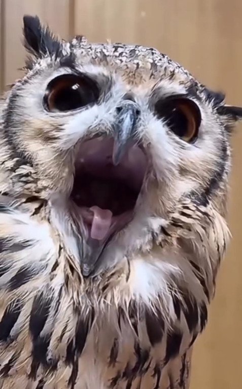 出所：@ba_chantolatte