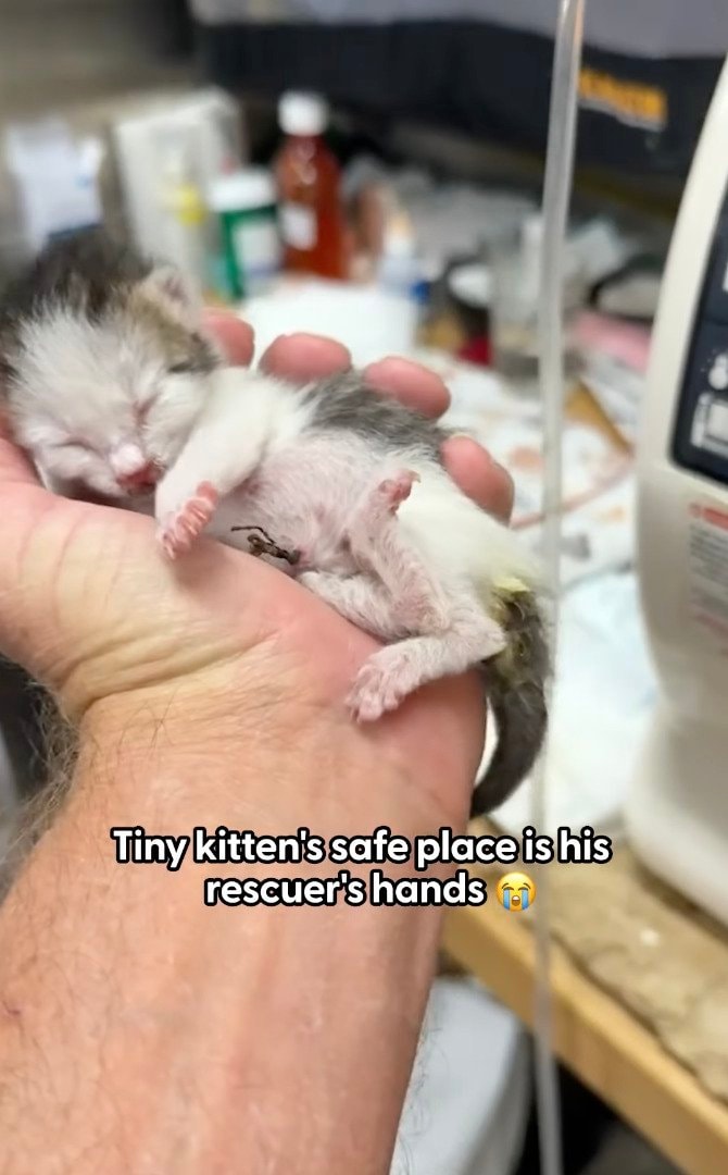 生まれたての小さな子猫→大事に育てられ、立派に成長していく姿に涙「立派になったね」の声