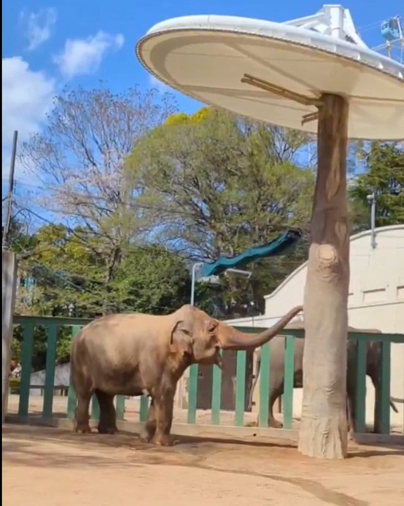 【神戸市立王子動物園】「ポチッとな」自分でボタンを押すアジアゾウが賢すぎる「シャワーが気持ちいい季節が来たね」（兵庫県）