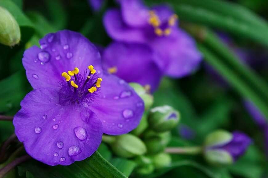 【ガーデニング】梅雨の庭を鮮やかに〈多年草や低木など8選〉雨が似合う花が美しい