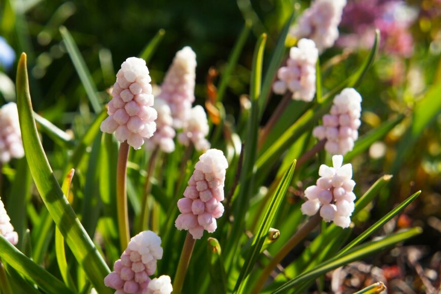 ムスカリの花。色は薄いピンク