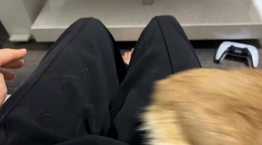 ぬいぐるみと猫