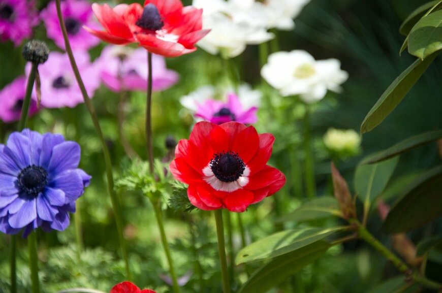赤、青、ピンク、白のカラフルなアネモネの花